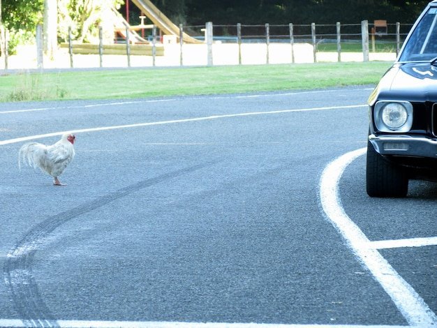 Jocul chicken road în Romania